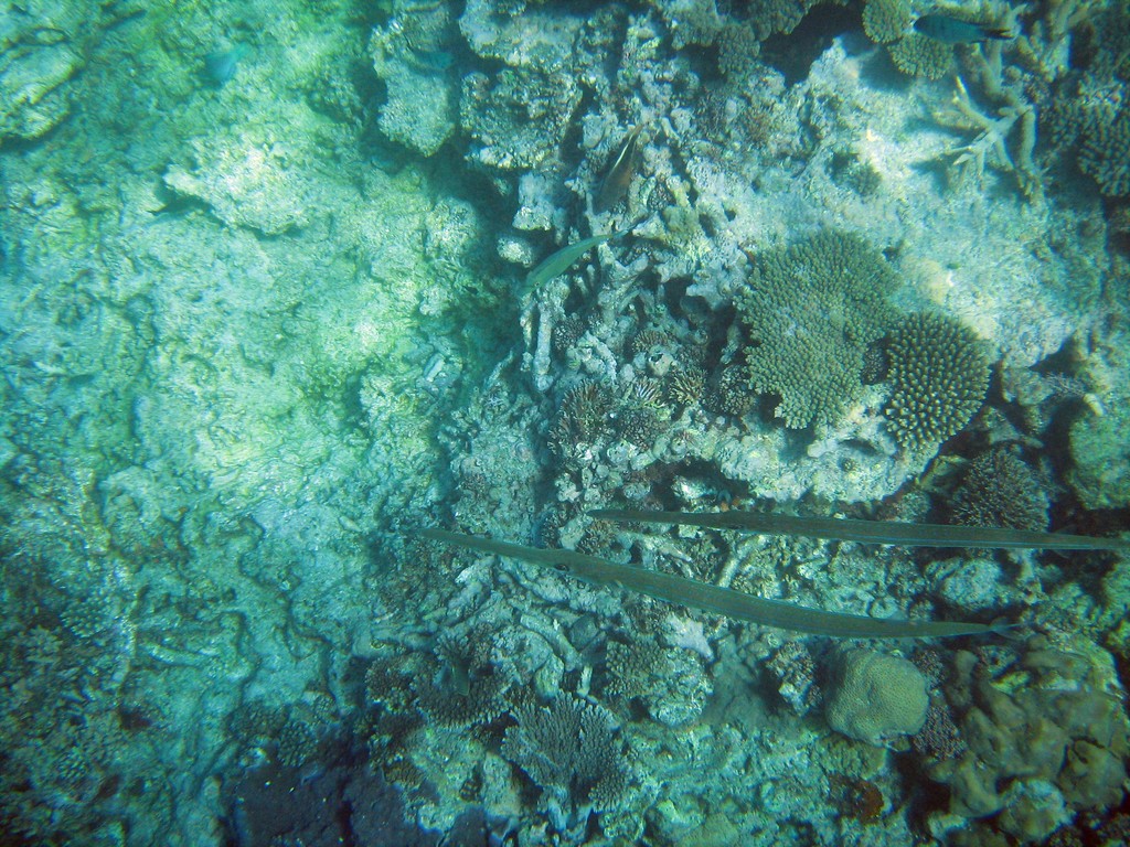 Reef & Marine Life